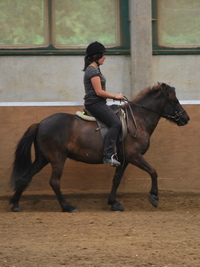 Nicole Johnen reitunterricht Klassische Dressur Centered Riding lehrgange2